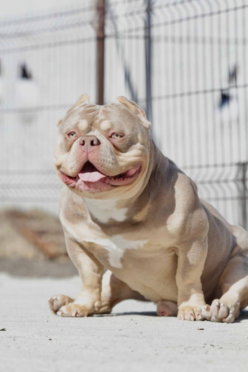 PENTAGON BULLIES OZZY — Night Drakula Kennel